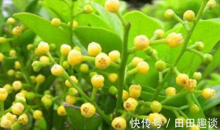 花卉|家里养此款花卉，便宜又好养，好养如绿萝，简单易成活