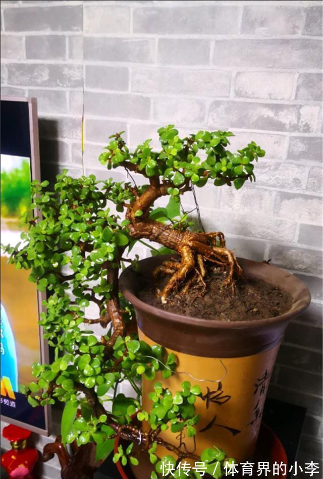 金枝玉叶长势差,土里埋“三废料”,新枝咕噜蹿,养成繁花小老桩