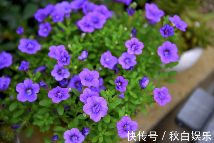 5种阳台小花,懒人一样养,轻松开出花海,好养好看,美丽怡人