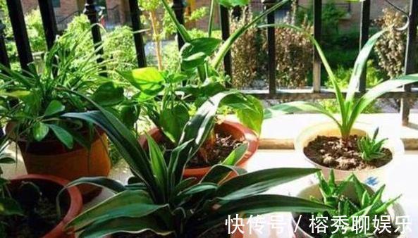 花盆|给花草换盆怕入坑掌握6处正确做法,再不用烦恼伤亡问题