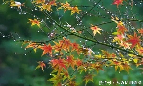 宋词!宋词里的“一场秋雨”,淅淅沥沥已下了千年,湿了岁月也湿了眼眶