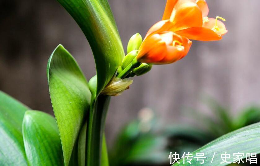 叶片子|你家的君子兰还没长出花苞,这三个小妙招送给你
