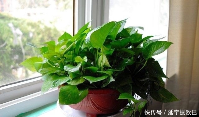 养花|介绍一下养好绿萝的方法,让你分分钟成为养花高手!