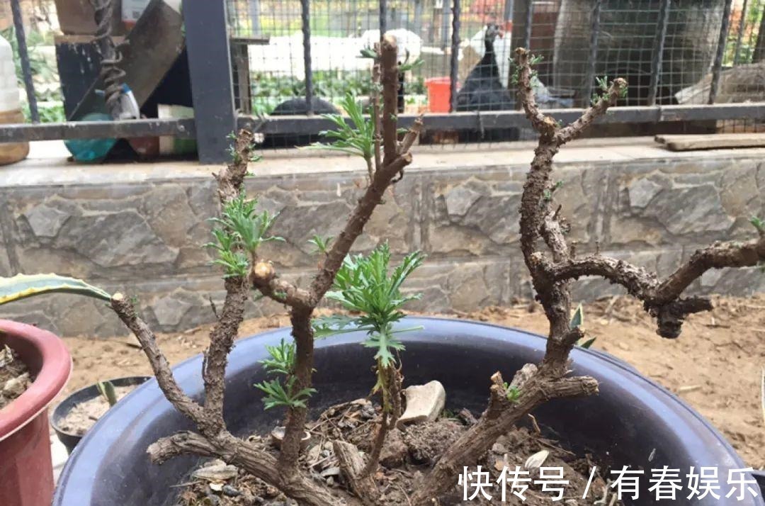 玛格丽特|现在养花要重剪,剃光头,撸光叶,越狠越爆盆