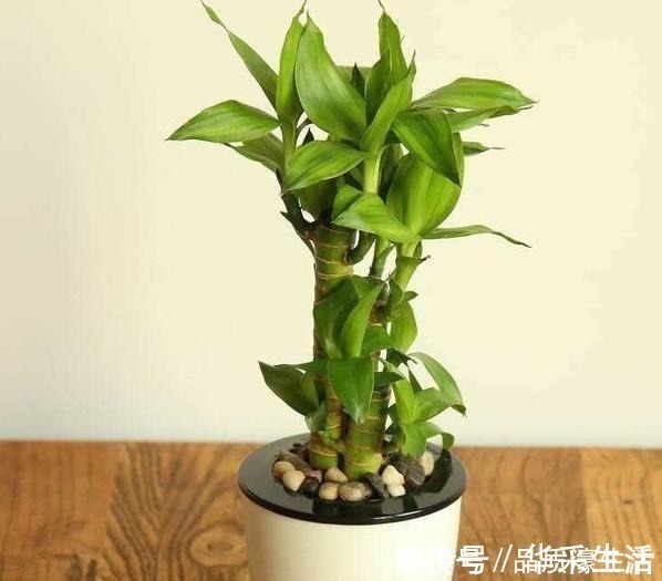 植物生长离不开太阳这4款“耐阴花”怕晒，室内盆栽长势猛！