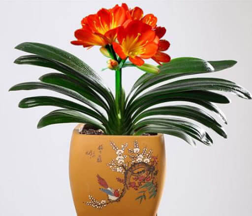 养花|想要养好君子兰,这一步不能少,做好了叶绿油亮,年年开花不断