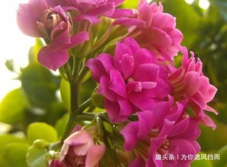 家养长寿花总是难开花做好这几个小细节,轻松花开爆满盆