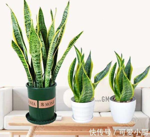 这些花12月要冬眠了,少浇水多晒晒更健壮,安全过冬来年爆盆