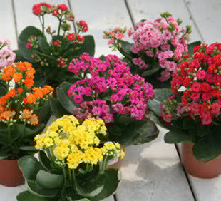 养了3年长寿花,家里“到处”都开花,繁殖几十盆成大户!