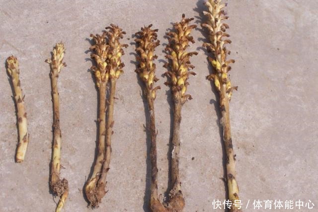 山沟1种“不老草”,爱长蒿草边,祸害农田惹人嫌,谁知是贵草药!