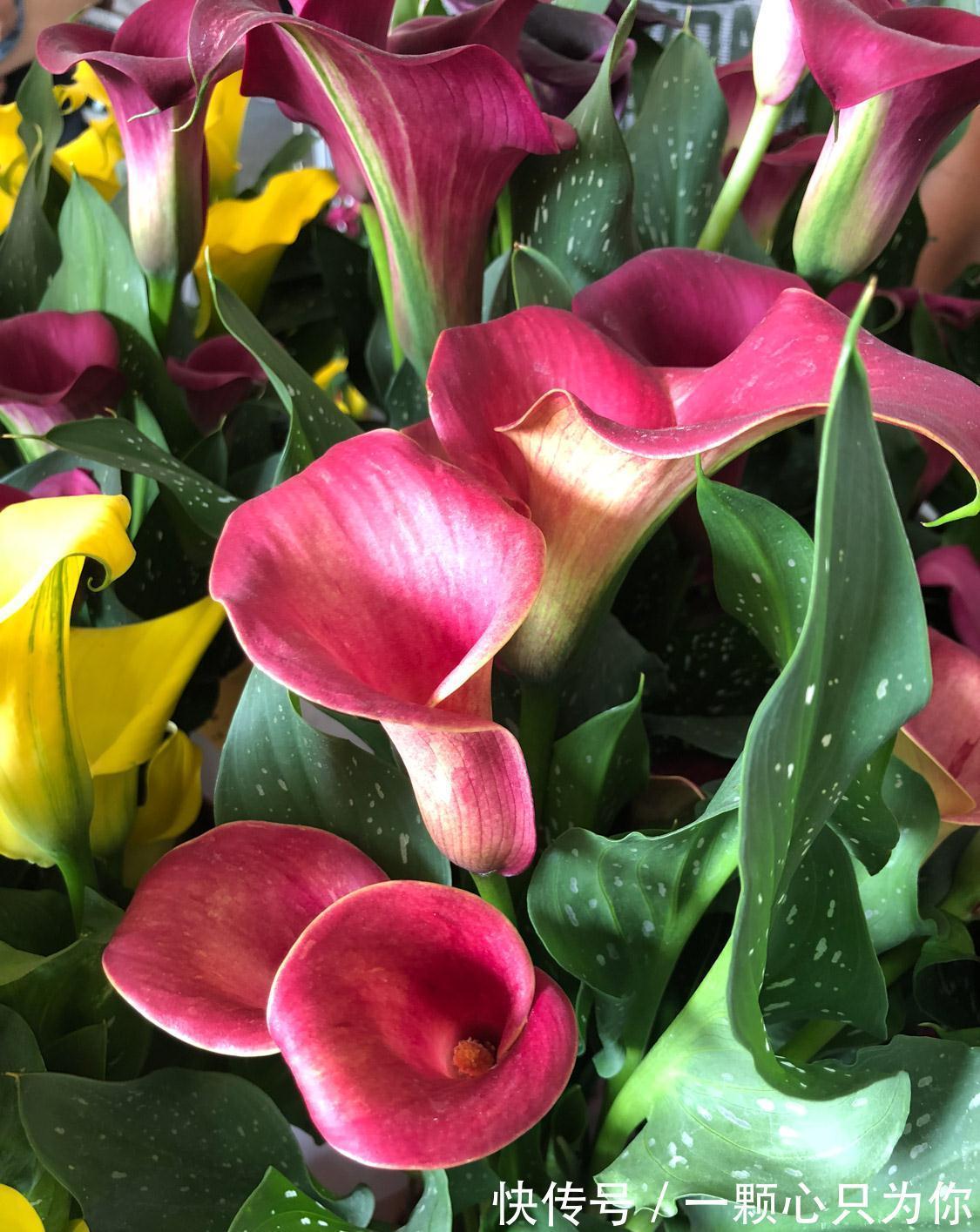 养花试试这几款,想要开花鲜艳有光彩,可以定期追肥