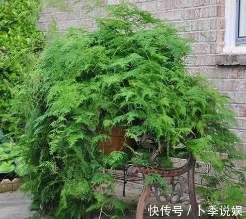 张大爷家文竹养6年,长到1米5,变成粗壮、翠绿盆栽,年年开花