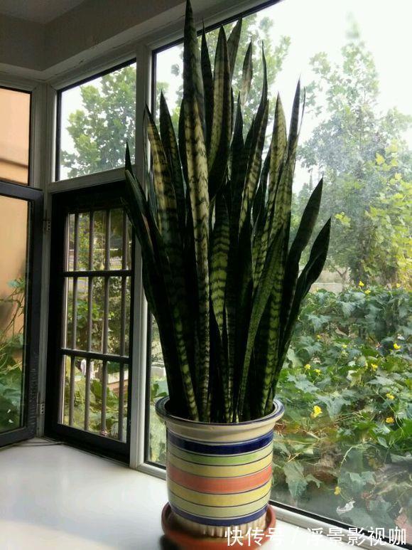 虎皮兰也要加餐,盆里掺上它,呼呼长成“大高个”!