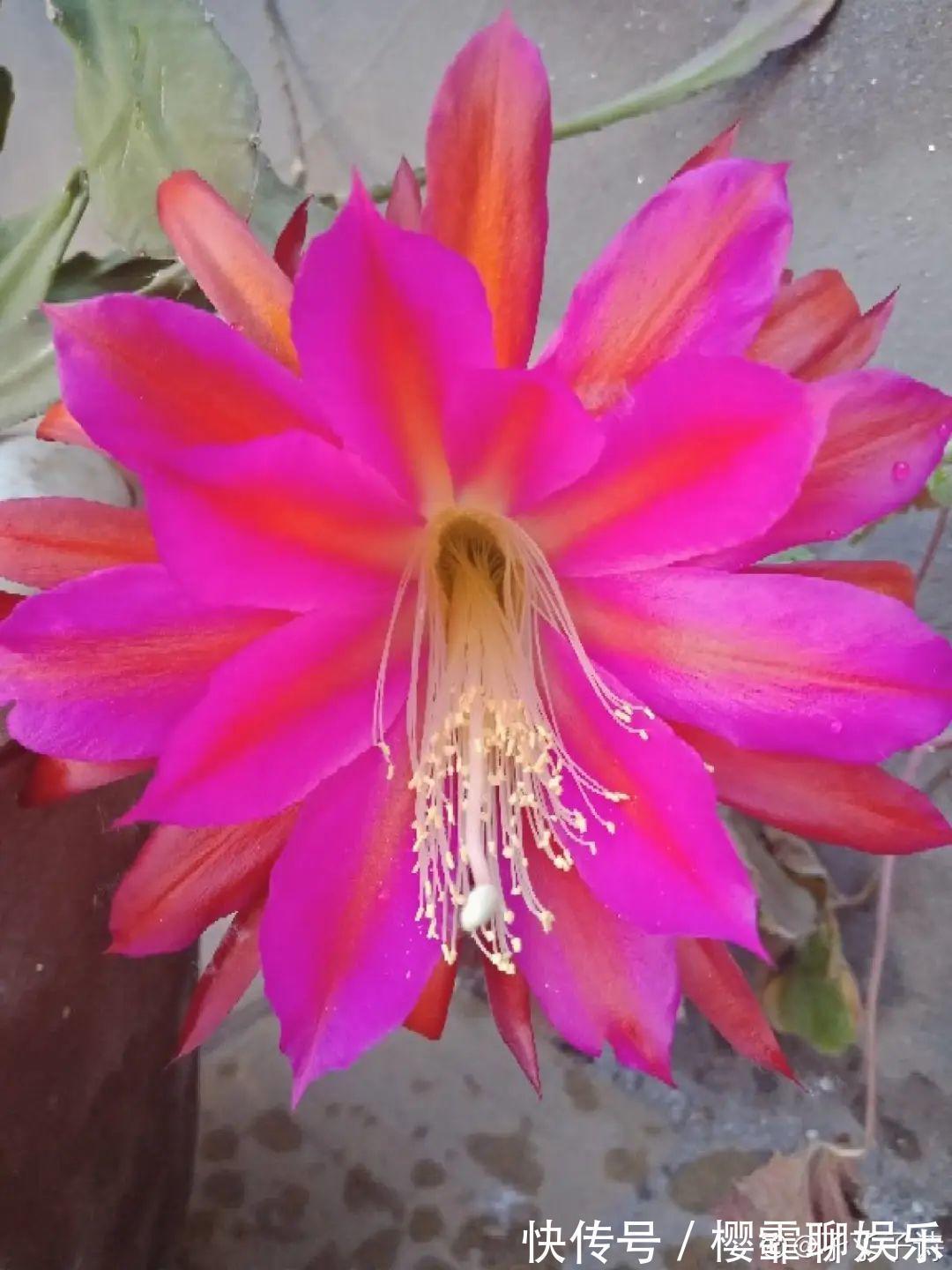 大爷家荷花种在花盆里,1次开花20朵,比巴掌还大!