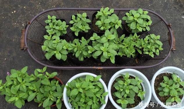 捡了一根枝条一粒种子，种出二十盆漂亮的花，根本不用花钱买花