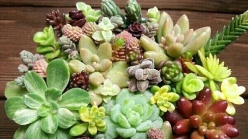 好看又好养关键还便宜，一不小心就爆盆的多肉，新手入坑必选