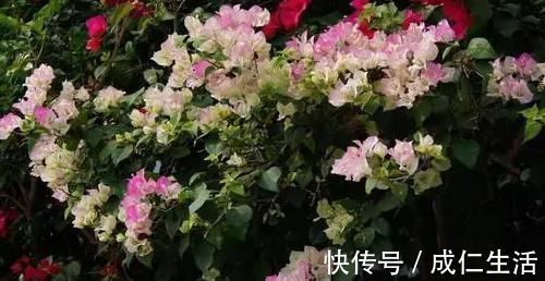 养花却不开花?学会这一招,立马开花爆盆给你看!