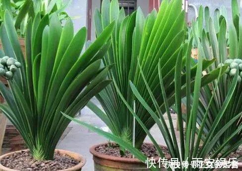 养护|养君子兰趁现在,多做2件事,长成大白菜,满盆冒花箭