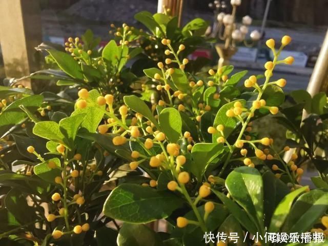 桂花|公认难养的20种花,养一盆死一盆,下次还敢买