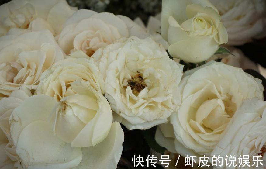 冬天花卉不能随便养殖,小编来告诉你们不知道的秘密