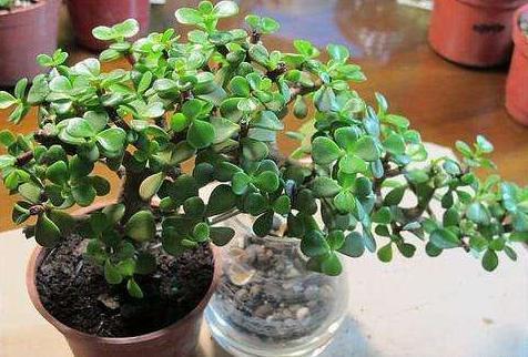 金枝玉叶这样养，枝干粗壮叶片肥，一根小枝条，一年变“老桩”