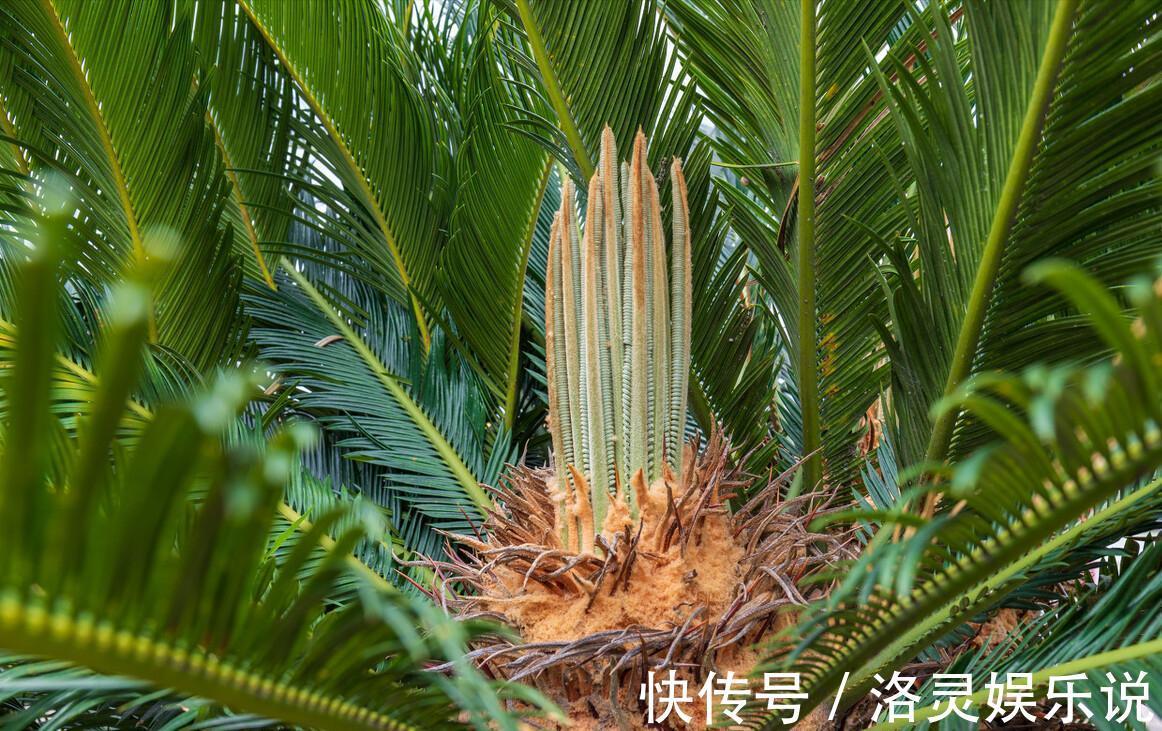 3种霸气“吸毒”花,“镇宅旺财”,但是有毒,养花要知道