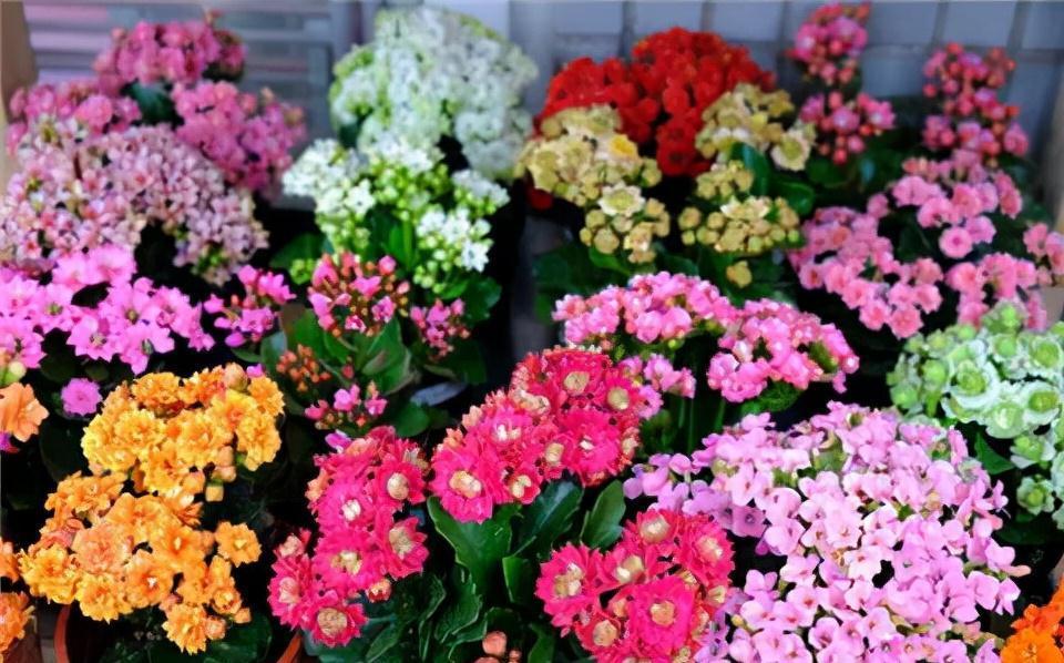 9种漂亮花，现在扦插“正当时”，喜欢别错过