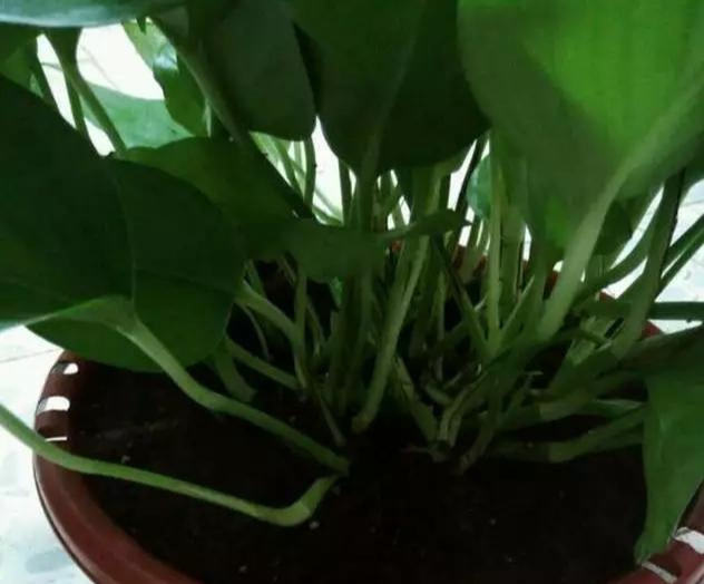 养花技巧花草换盆不懂这3点难怪换完盆就黄叶枯死