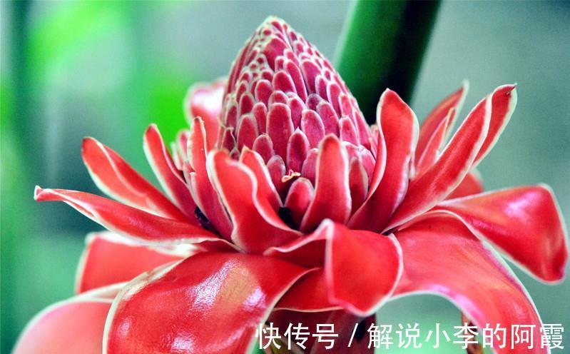 金色“大莲花”好看还好吃,“巨大神秘”的花,你肯定没见过