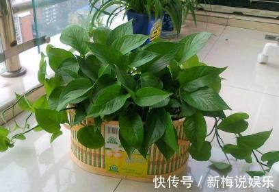 腐叶土|这几种土用来养花,一年到头不用施肥,不用施肥也长的旺盛