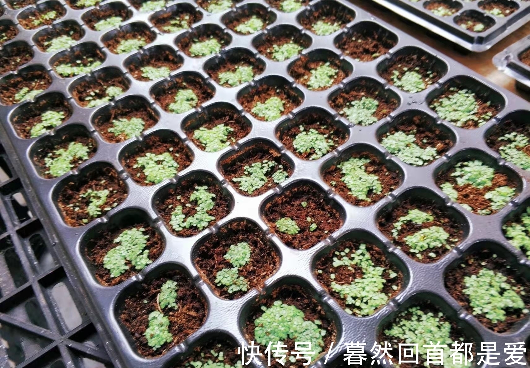 买的多肉专用土不透水?可能是假的,还不如跟老肉友学习自己配土