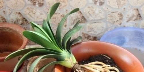 扦插|这种过期药片别扔,用来养花,长得旺,花开“爆盆”