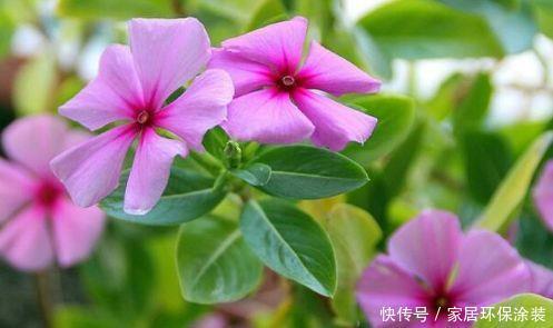 家养几款植物,开花漂亮花期还长,阳台开出花海