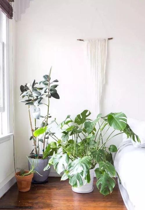 角落|17种适合生长在弱光处的室内植物,可以摆放在家里的任何角落