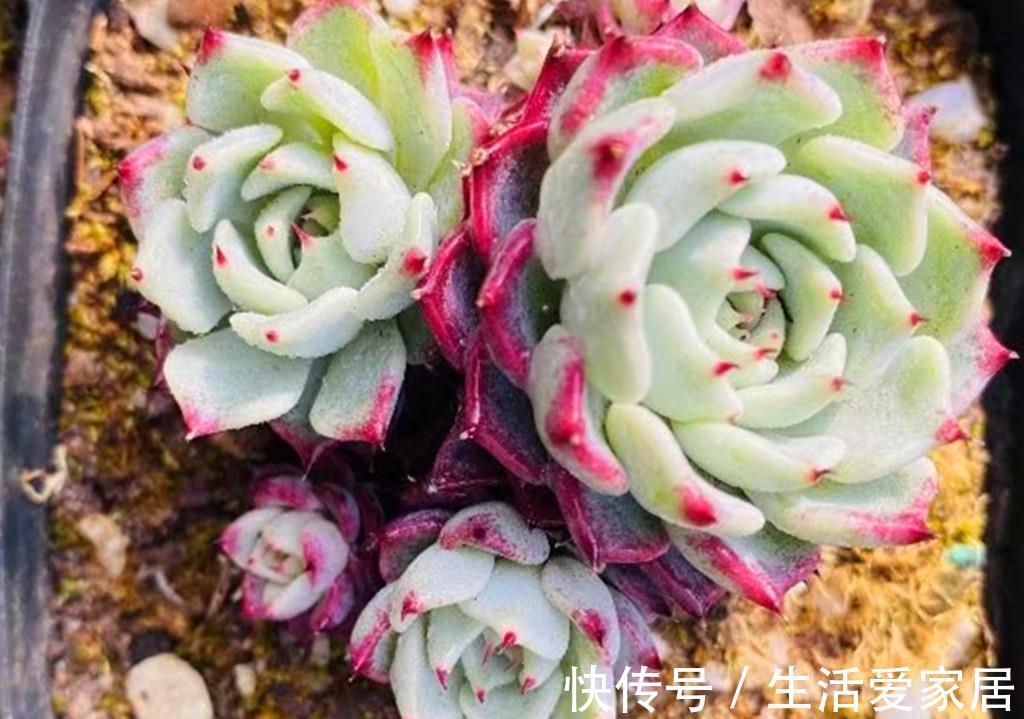 花中王|牡丹本是花中王,可这些多肉牡丹难以称王,因为虽然很美却很难养