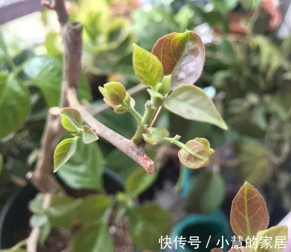 这花再不开，断水7天，杆子长满小花苞