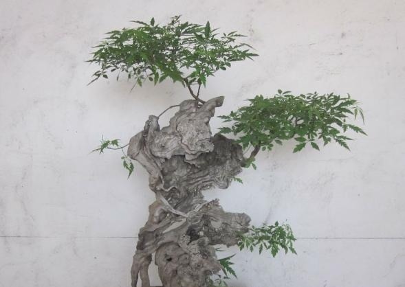 虫眼|山路边挖来的“虫眼桩”,捡回埋在沙盆中,3个月发新芽、价猛涨