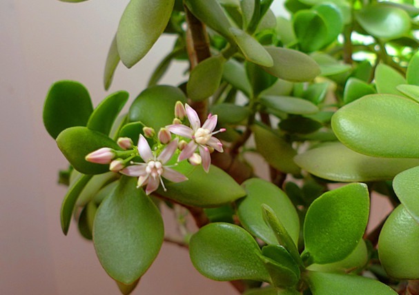 家养玉树年年不开花掌握三个小技巧,玉树就在今年盛开