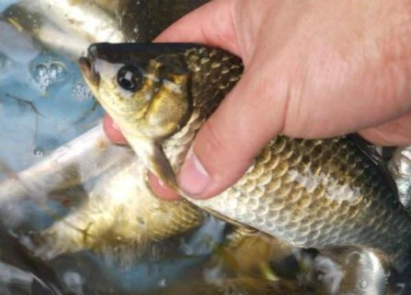鱼钩|钓鲫鱼时鱼钩选择很重要,袖钩虽小但有效,钓起鱼来快准狠!
