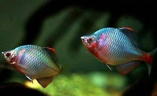 在农村有“新四大家鱼”令钓鱼人“难受”,你认识几种呢