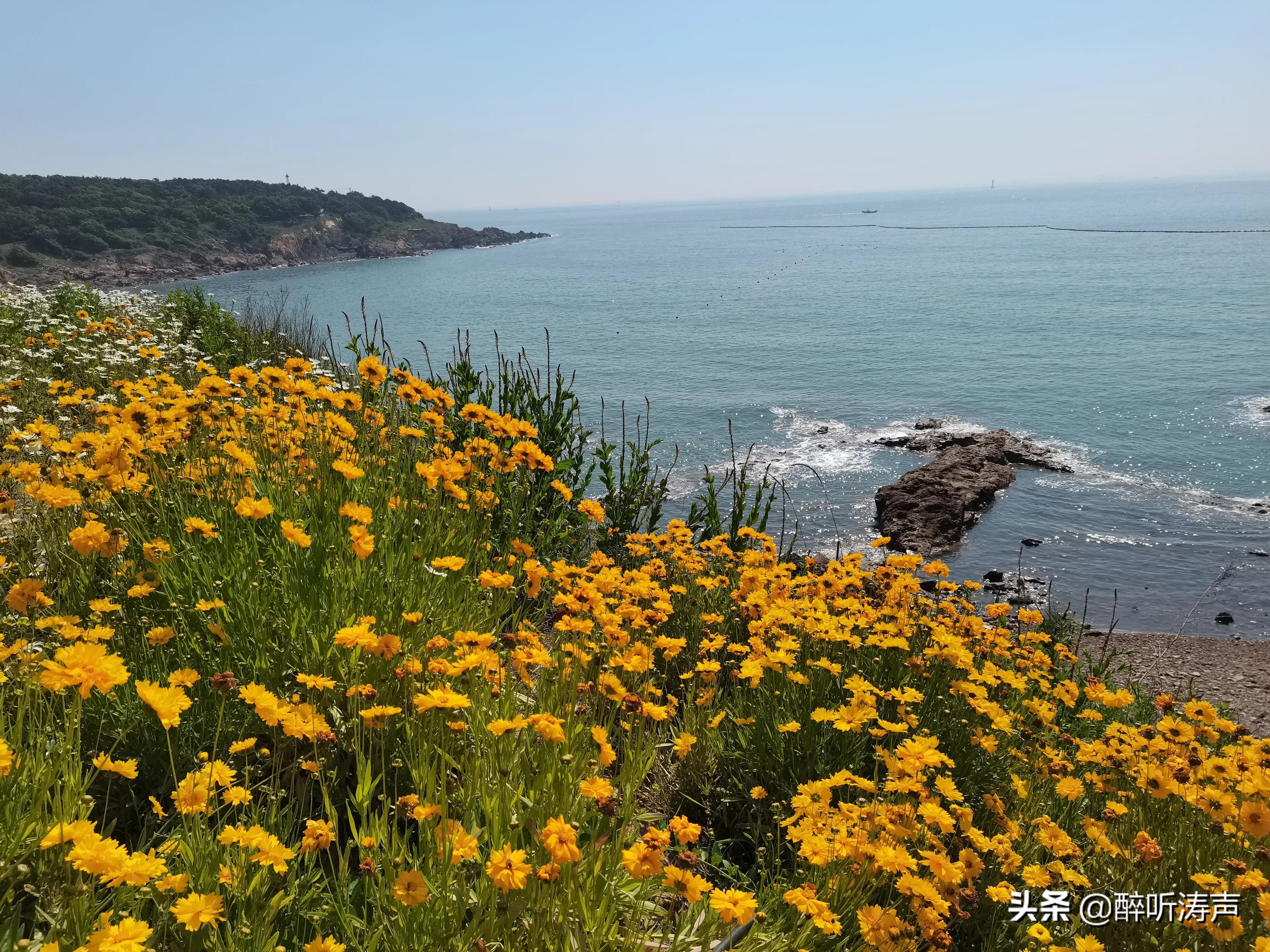 难以形容|天蓝海蓝花海一片片，难以形容的东环岛路之美