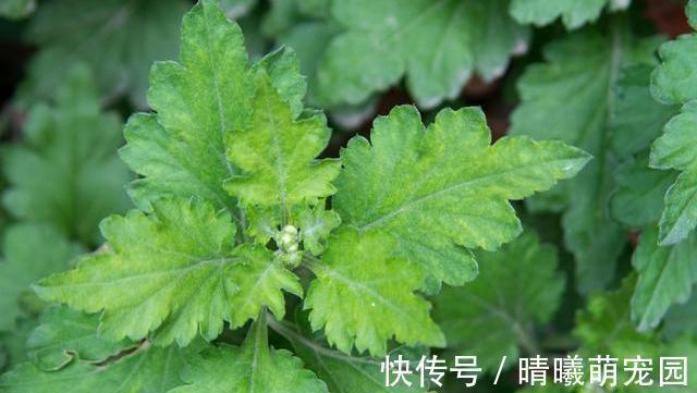 睡眠质量|坚持用艾叶洗头,三天一次,一个月后,身体会对你“感激涕零”