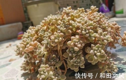 多肉浇水大全，掌握了轻松养成肉墩子，5分钟学会！