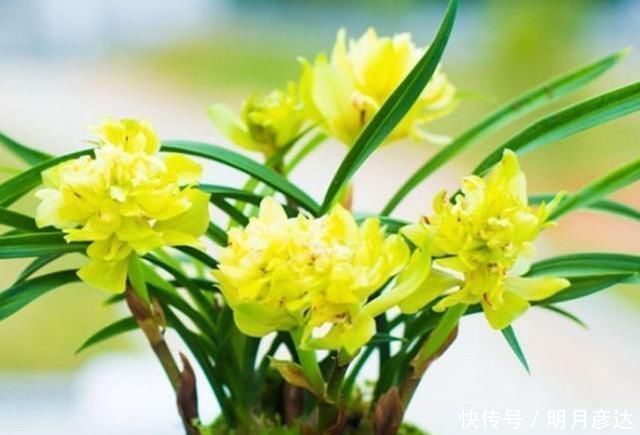 牡丹兰花|六种牡丹兰花，盆盆娇艳高贵，绚丽多姿，极漂亮，堪称兰中佳品