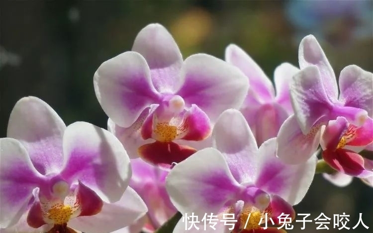 生肖狗|11月，缘分与桃花花开财富，收获爱情心想事成的3大生肖