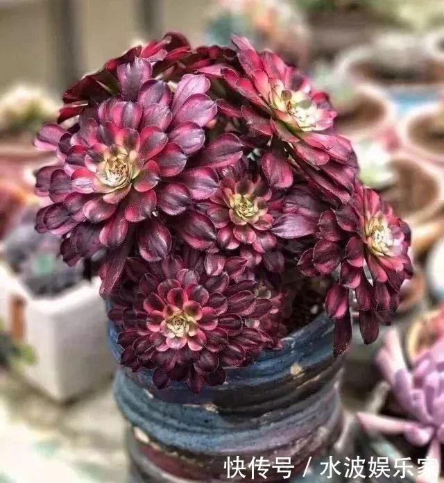 品种|多肉狠心砍1刀,窜出一圈新芽,花盆都容不下它了!