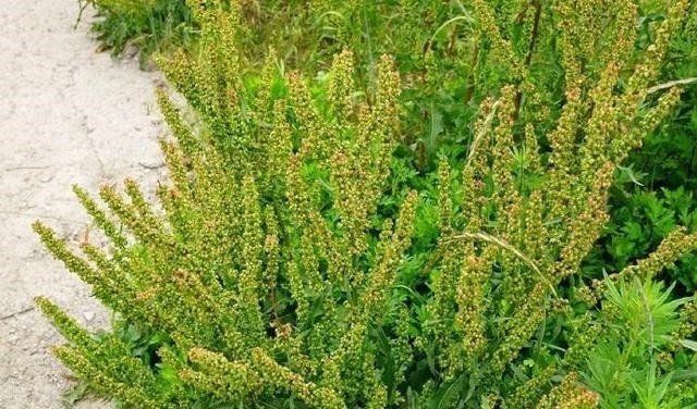 食用|这种“野菠菜”,割完玉米地就出来,营养价值高,很少见