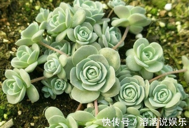 此几款多肉植物,随便养养就爆盆,繁殖能力特强,呆萌可爱又好养