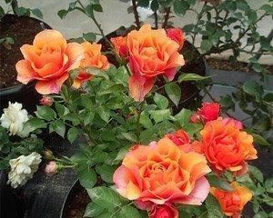 漂亮|此花,比茶花漂亮,比茉莉清香,每年花开长达200天,值得拥有