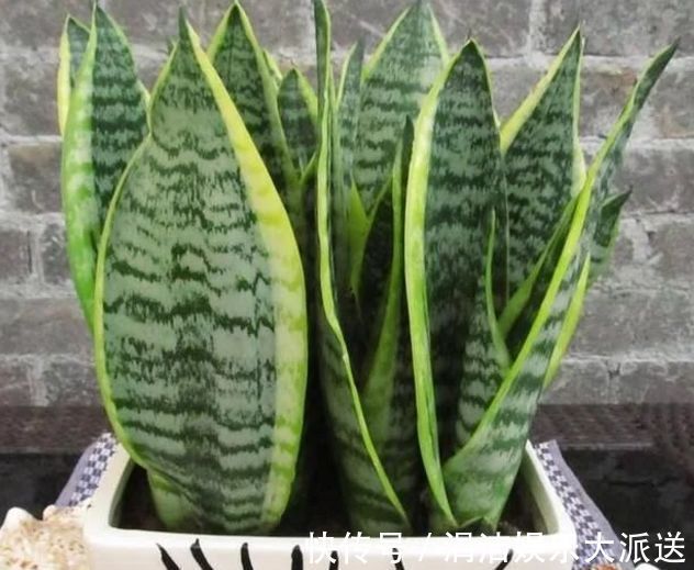 新手|此3种植物好看又好养,招财还旺宅,养花新手都能养爆盆